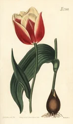Claramond tulip, Tulipa suaveolens