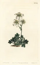 Clusius Cinquefoil