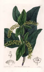 Coccoloba variete, native to the West Indies
