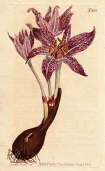 Chequer Flowered Meadow Saffron from a Botanical Illustration by Sydenham Edwards