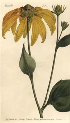 Coneflower or black-eyed-susan, Rudbeckia hirta