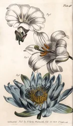 Corolla: Field Edge, Lily (Hexapetal) and Lily (Polypetal)