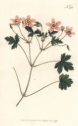 Crane bill (or stork bill), Erodium incarnatum