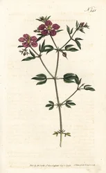 Cretian Fagonia