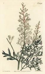 Crinkle bush or parsley fern (sulphur-wort-leaved lomatia), Lomatia silaifolia.