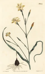 Curled leaved moraea, Moraea crispa