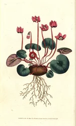 Round-leaved cyclamen, Cyclamen coum