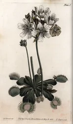 Dionee Catches Fly from Botanical Conferences, Lambeth Botanical Garden