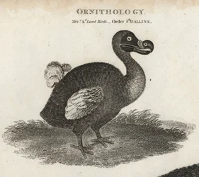 Dodo, Raphus cucullatus, Extinct Flightless Bird