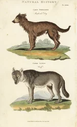Dog and Wolf - Shepherd dog, Canis familiaris, and wolf, Canis lupus.