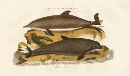 Dolphin and Common Porpoise