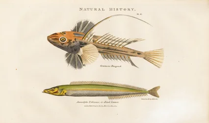 Dragonet and Sand Lance