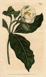 Dwarf Magnolia with White Flowers, Native to China and Java