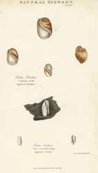 Elastic bula, Bulla resiliens, and pale or cylindric bulla, Bulla pallida. Illustration by Sydenham Edwards from John Mason Good