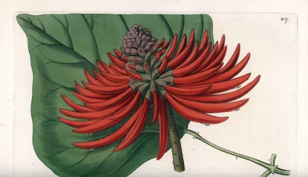 Erythrina Variete