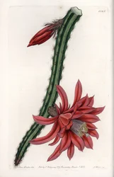 Escalating Cactier