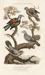 European Bird Species on Trees