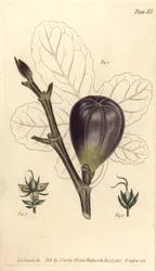 Fig with Hermaphrodite, Male and Female Flowers from William Curtis