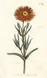 Fig marigold, Mesembryanthemum aureum