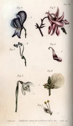 Flowers of aconite, ancholia, galanthus, hellebore and weeping willow, with details of pistils and stamens. Nectarium of the aconite Aconitum (1,3), columbine Aquilegia (2,4), snowdrop Galanthus (5), hellebore Helleborus (6) and willow Salix (7).