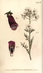 Foxglove, Digitalis purpurea, Didynamia