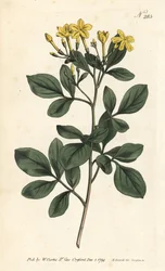 Fragrant jasmine - Sweetest jasmine, Jasminum odoratissimum. Handcoloured copperplate engraving by Sansom after an illustration by Sydenham Edwards from William Curtis