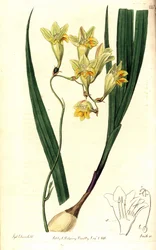 Freesia refracta (Reflex tritonia, Tritonia refracta). Handcoloured copperplate engraving by Smith after a botanical illustration by Sydenham Edwards from The Botanical Register, Ridgway, London
