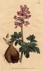 Hollow rooted fumitory with dusty mauve flowers, native to Germany