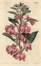 Garden Balsam