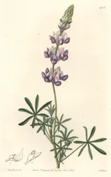 Garden Lupin, originally from California - S. Watts Strong Water from an illustration by Sarah Anne Drake, from the Botanical Register