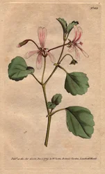 Geranium has sorrel leaf, with rose veined flowers, native to South Africa. Sorrel crane