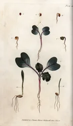 Germination of radish seeds, common wheat and common barley. Coloured copper engraving, illustration by Sydenham Edwards (1768-1819) for Conferences of Botanical, Botanical Garden of Lambeth (England)