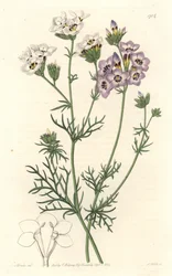 Gilia tricolor, white and purple varietes, native to California