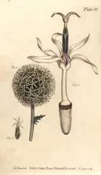 Globe thistle, Echinops sphaerocephalus