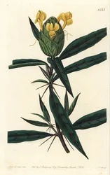 Hop-flowered barleria, Barleria lupulina