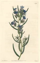 Gremil with Rosemary Leaves, Native to Sicily