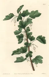 Currant, Native to North America - Engraved by S. Watts, from an illustration by Sarah Anne Drake, from the Botanical Register