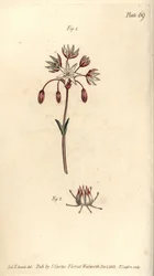 Hermaphrodite Flower with Seven Pistilla, Heptagynia, Septas Capensis