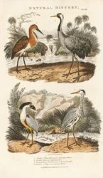 Herons and Cranes in Their Wetland Habitats