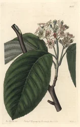 Himalayan Mountain Ash - S. Watts Strong Water from an Illustration by Sarah Anne Drake, from the Botanical Register