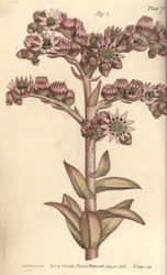 Houseleek, Sempervivum Tectorum, Dodecagynia, Hermaphrodite Flower with 12 Pistilla