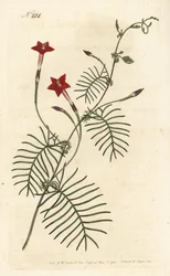 Cypress Vine