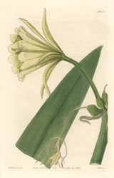 Ismene, Narcissus or Daffodil of Peru - Strong Water by S. Watts from an illustration by Sarah Anne Drake, from the Botanical Register