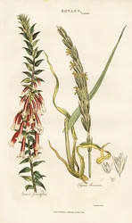 Large-flowered Epacris and Lyme Grass