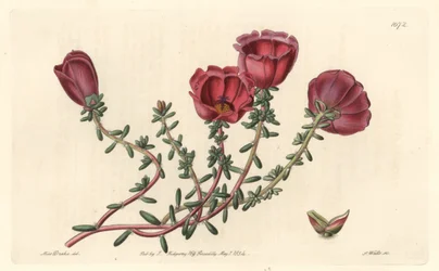 Large-Flowered Purslane
