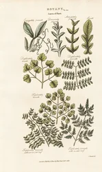 Leaf Forms and Arrangements