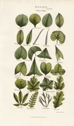 Leaf Forms in Botanical Morphology