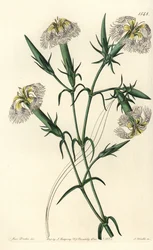 Lebanon carnation (species in danger) - Pink of Lebanon, Dianthus libanotis. Endangered species. Handcoloured copperplate engraving by S. Watts after an illustration by Miss Sarah Drake from Sydenham Edwards