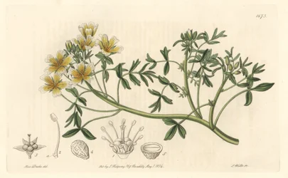 Limnanthes, Originally from California