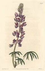 Lupin with narrow leaves - Strong water by S. Watts from an illustration by Sarah Anne Drake, from the Botanical Register